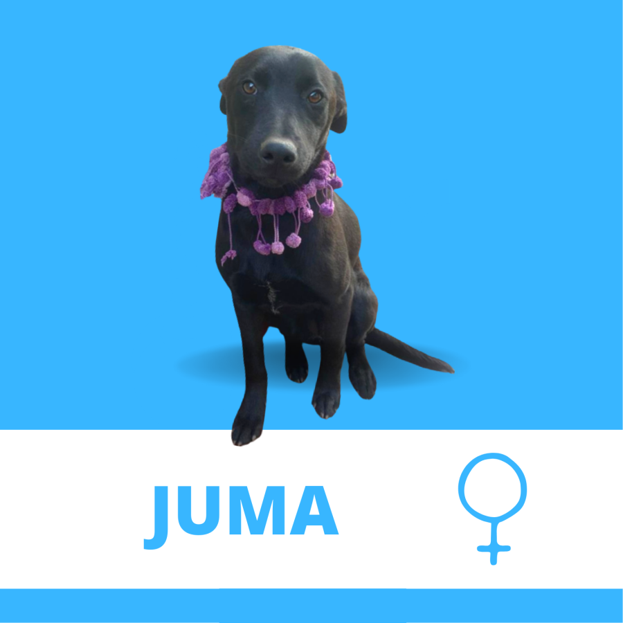 Foto do Juma